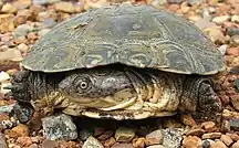 Photograph of a pleurodiran with its head and neck folded toward the side