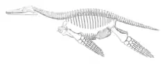 Diagram of the same skeleton in side view