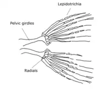 Pelvic fin skeleton for Danio rerio, zebrafish.