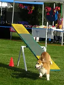 A short-legged, long-bodied, tan dog jumping off the end of a see-saw.