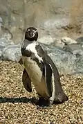 Humboldt penguin (Spheniscus humboldti).