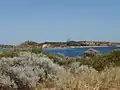 Penguin Island from Western Australia