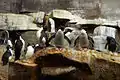 Southern rockhoppers and gentoos at the penguin habitat