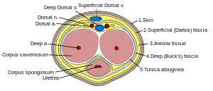 Cross section of penis