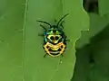 Pentatomid nymph at Kambalakonda, Visakhapatnam