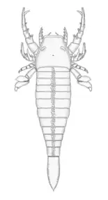 Schematic reconstruction of Pentecopterus decorahensis