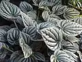 Peperomia griseoargentea