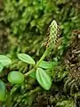 Peperomia tetraphylla with flower spike