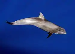 Gray dolphin