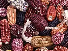 Peruvian maize.