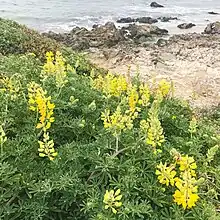 Lupinus arboreus in bloom