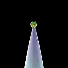 A microscopic image of a biological cell on a tip of a needle.