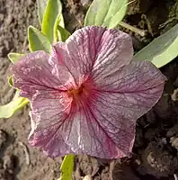 grandiflora Petunia  'Bravo Salmon Veined'