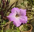 A form of Petunia axillaris with a light pink flower