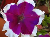 Petunia 'Blue Frost'