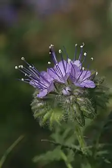 Phacelia tanacetifolia