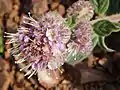 Phacelia californica