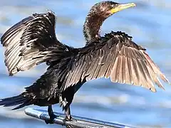 Rodrigo de Freitas Lagoon, Brazil