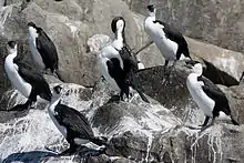 Black-faced cormorants (Phalacrocorax fuscescens), Bruny Island, Tasmania