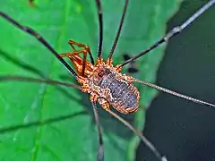 Male showing the "horns" on the chelicerae