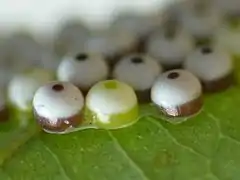 Eggs