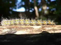 Caterpillar