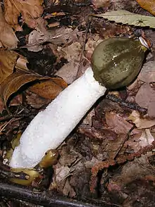 A stinkhorn, Phallus impudicus