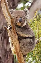 Koala resting in a tree between branch and stem