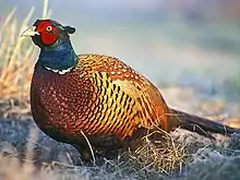 Common pheasant (male)