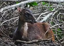 Philippine Deer