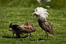 Two male Ruff in breeding plumage each with prominent neck feathers, white underparts, and flanks blotched with black. One has a white neck collar of feathers and the other has a colour that is almost entirely very dark brown.