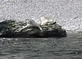 Harbour seal (Phoca vitulina) near Cap Gaspé