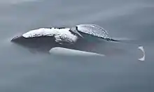 White and gray porpoise