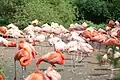 Chilean flamingo