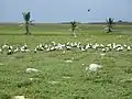 View of Masked Boobies