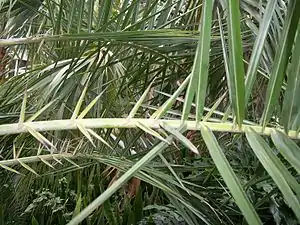 Metamorphosed leaflets into spines, common to Phoenix