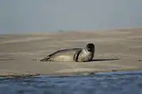 Seal in the bay of Somme