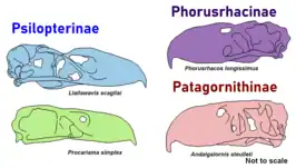 Phorusrhacid skulls