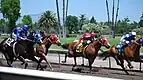 Quarter horse racing at the Alameda County Fair in Pleasanton