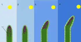 A diagram of the mechanism of phototropism in oat coleoptiles