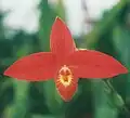 Phragmipedium besseae