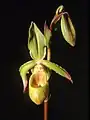 Phragmipedium lindleyanum