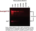 Phycobilisome versus cyanine dye detection capabilities in Western blot application.