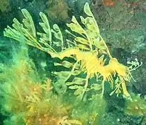 Camouflaged:leafy seadragon