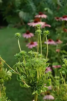 Phyllody induced by phytoplasma infection on a coneflower (Echinacea purpurea)