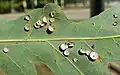 Phylloteras poculum oak galls