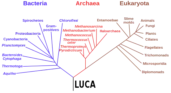 Phylogenetic tree showing the last universal common ancestor (LUCA) at the root. The major clades are the Bacteria on one hand, and the Archaea and Eukaryota on the other.