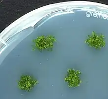 P. patens plants growing axenically in vitro on agar plates (Petri dish, 9 cm diameter)