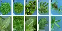 Physcomitrella knockout mutants: Deviating phenotypes induced by transformation with a gene-disruption-library. Physcomitrella wild-type and transformed plants were grown on minimal Knop medium to induce differentiation and development of gametophores. For each plant, an overview (upper row; scale bar corresponds to 1 mm) and a close-up (bottom row; scale bar equals 0.5 mm) are shown. A: Haploid wild-type moss plant completely covered with leafy gametophores and close-up of wild-type leaf. B–E: Different mutants.