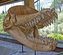 A skull of an extinct sperm whale, with large smooth conical teeth, and a depression on the top front of the skull. The jaw is open.